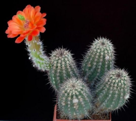 Echinocereus_polyacanthus_1